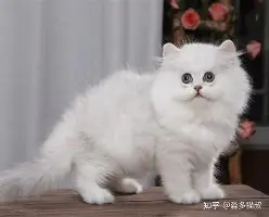 李娜梅奔F1为何如此细节曝光的简单介绍 李娜梅奔F1为何如此细节曝光的简单介绍
